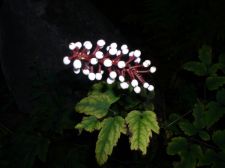 whitebaneberry