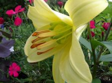 yellowlahybrid
