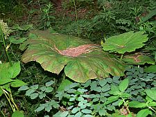 astilboidestabularis