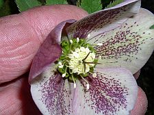 barryglickshellebores