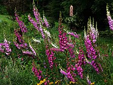 birdhousefoxgloves