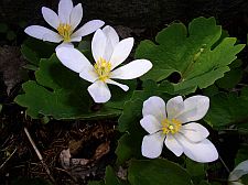 bloodroot
