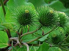 burdock