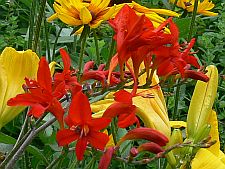 crocosmia