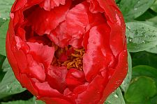 crusaderpeony