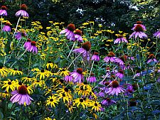 echinacea