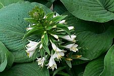 elegansbloom