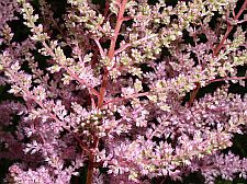 ericaastilbe