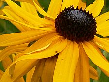 fouryearrudbeckia