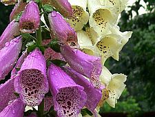 foxgloves