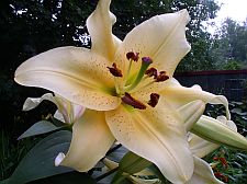 goldenstargazer