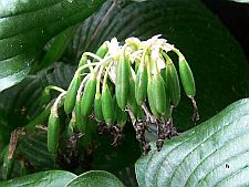 hostaelegansseeds