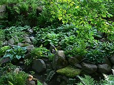 hosatgardenpond