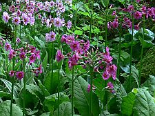 japaneseprimroses