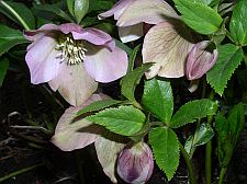 lentenrose