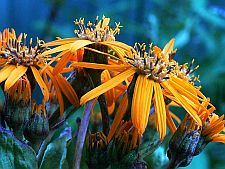 ligularia