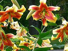 lilies