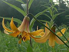 liliumcanadense