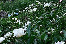 lowerpeonynursery
