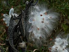 milkweed