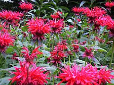 monarda