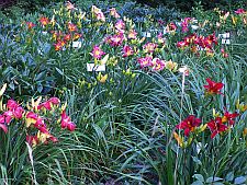 nearpeonynursery
