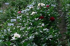 peonynursery