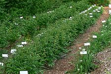 peonynursery