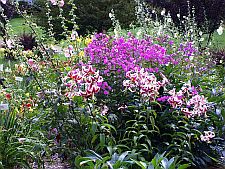 phlox