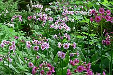 primroses