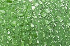 raindropsonhosta