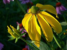 rudbeckianitida