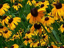 rudbeckias
