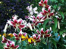 scheherazade