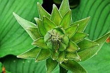 symmetryelegansbud