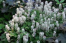 tiarella