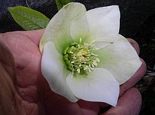 vermonthellebore