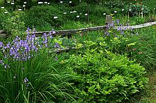 siberianiris