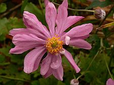 anemone