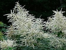 aruncus