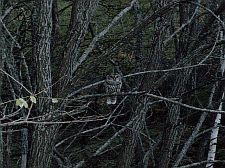 barredowl