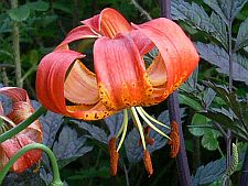 bellinghamhybrid