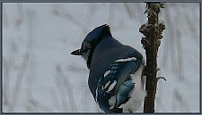 bluejay