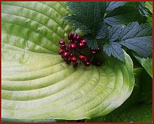 christmasberries