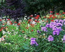 crocosmia