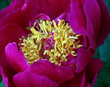 crusaderpeony