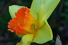 daffodilandspider