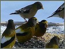 eveninggrosbeaks