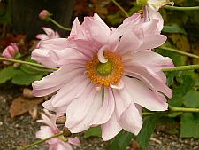 fallanenome