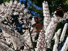 flutterbys